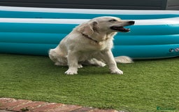 Golden Retriever dogs for sale: Adorable English cream golden retriever  - Image 3