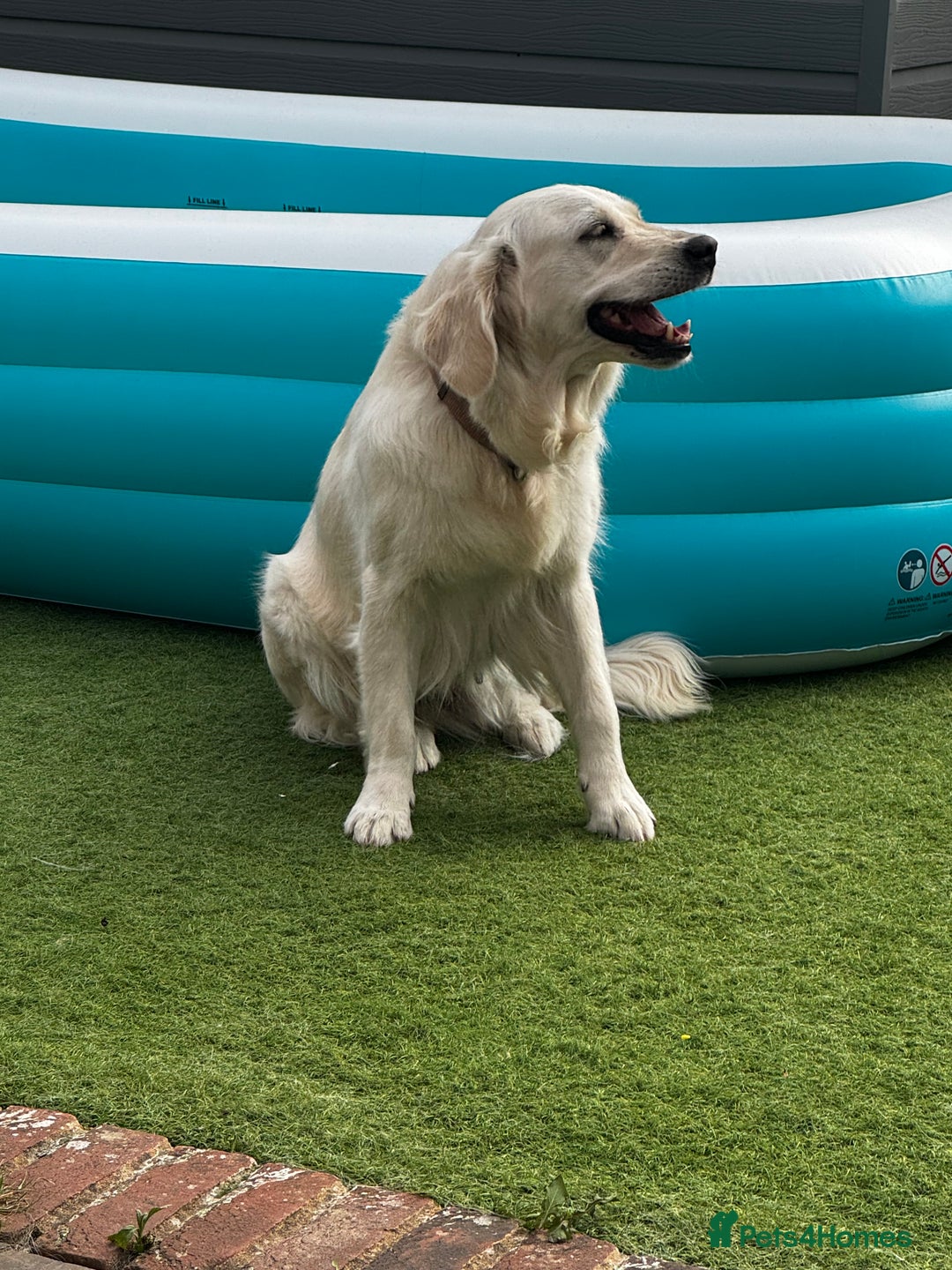 Golden Retriever dogs for sale: Adorable English cream golden retriever  - Image 3