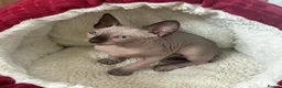 Sphynx cats for sale: Blue eyed beautiful baby kitten  - Advert 11