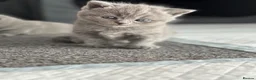 British Shorthair cats for sale: British shorthair blue /Adorable kittens  - Advert 14