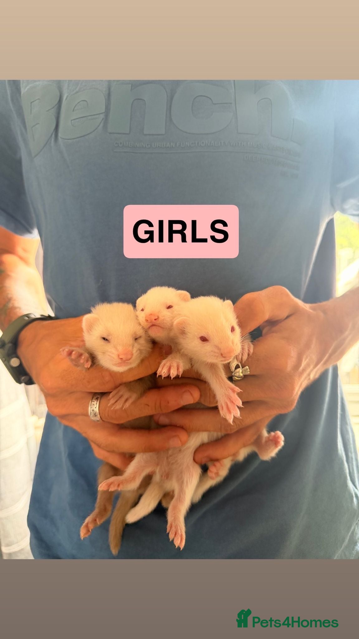 Ferret rodents Baby ferrets  - Advert 1