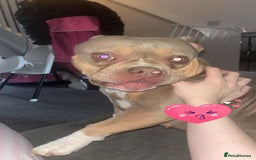 American Bully dogs for sale: Female pocket bully lilac & tan  - Image 1