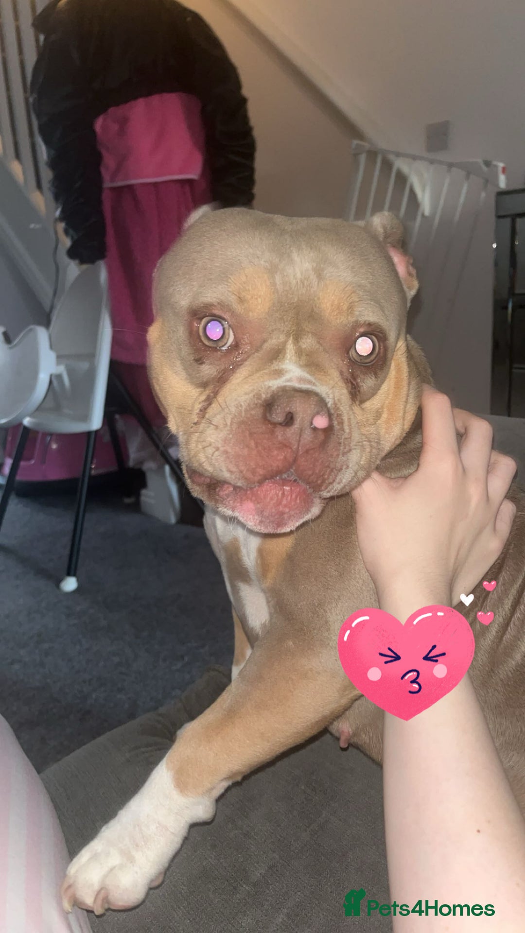 American Bully dogs for sale: Female pocket bully lilac & tan  - Image 1