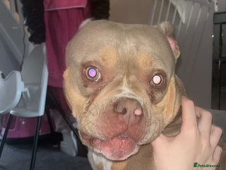 American Bully dogs - Advert 3