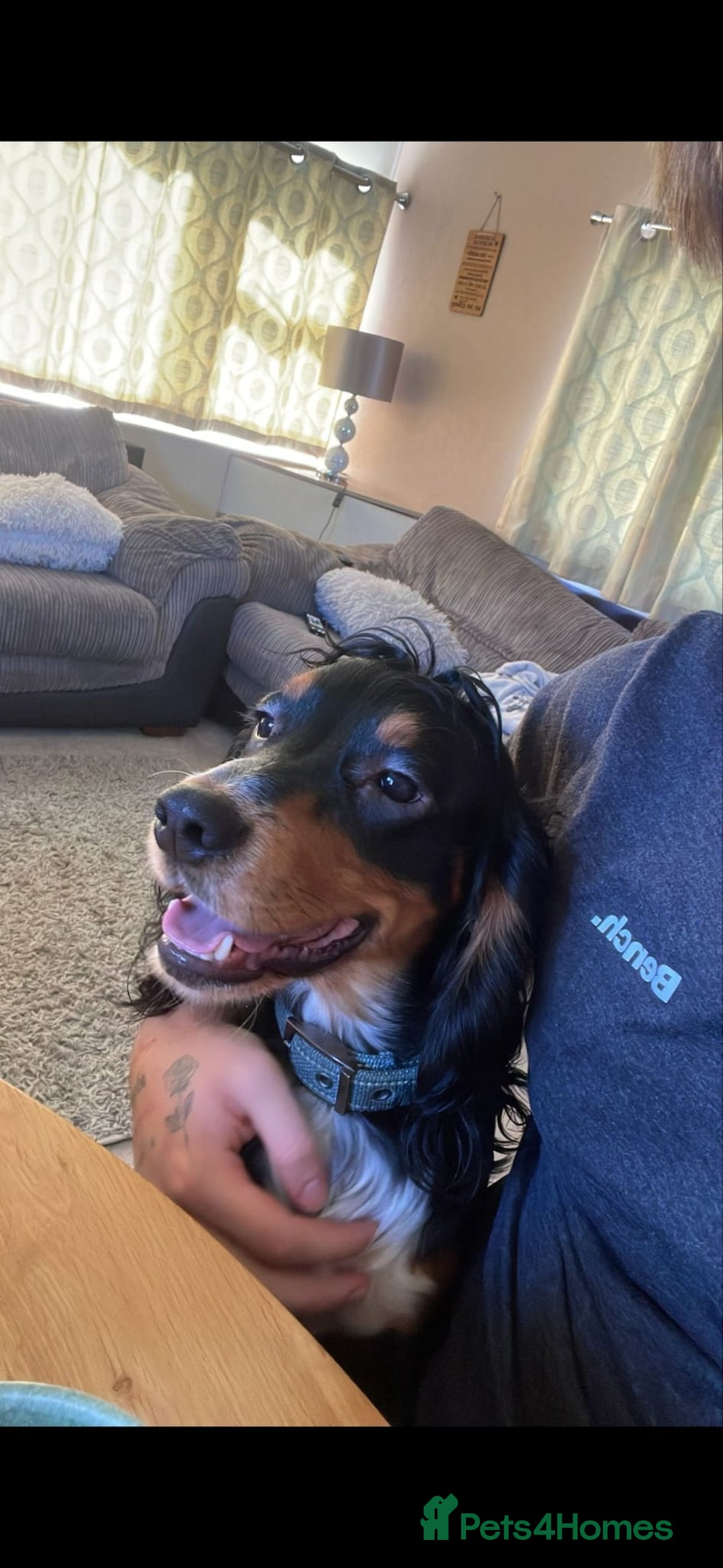 Cocker Spaniel dogs for sale: Loving crazy Cocker Spaniel - Advert 5