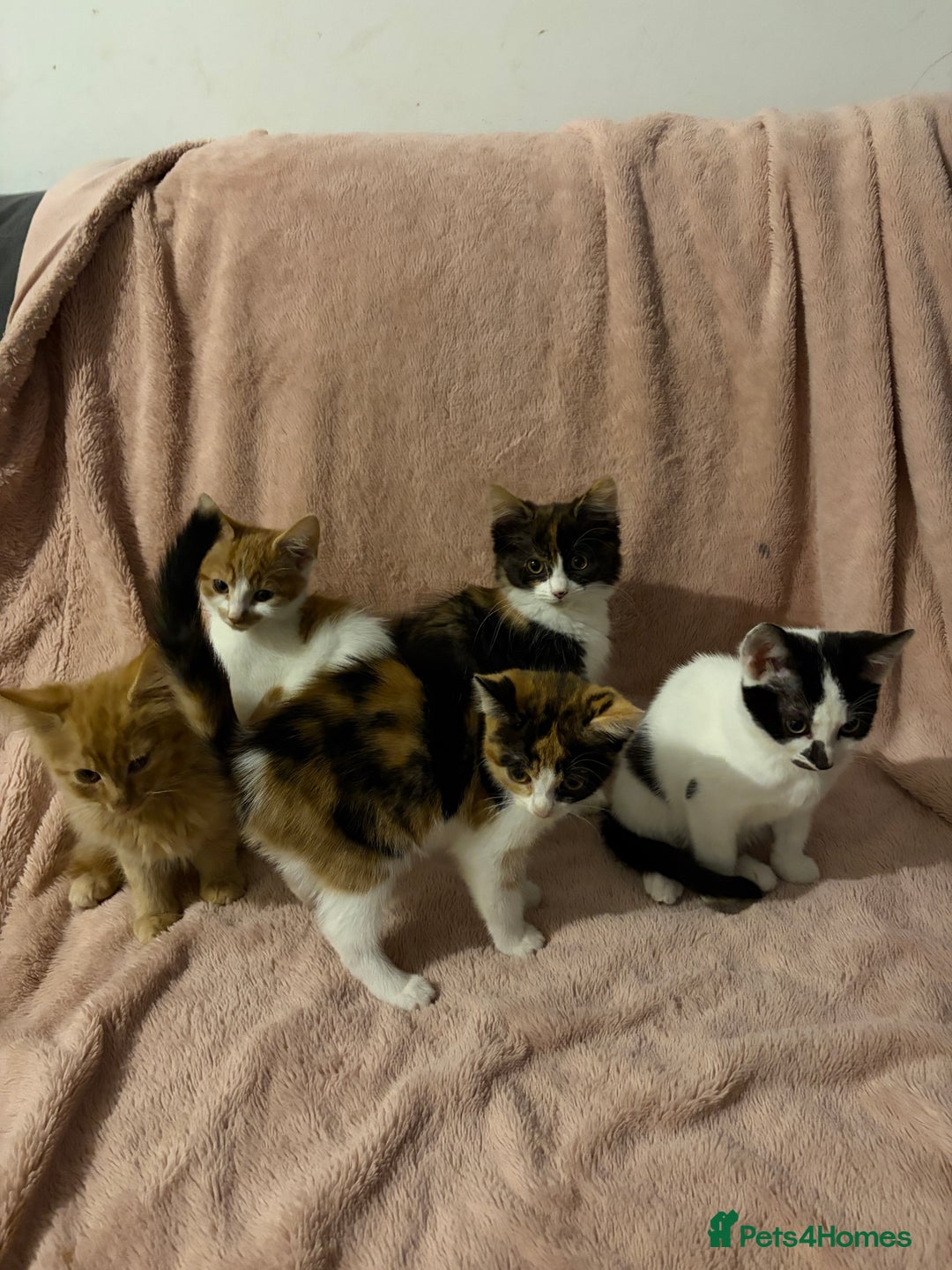 Domestic Shorthair cats for sale: Adorable Kittens Ready for Their Forever Homes - Advert 1