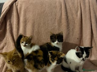 Domestic Shorthair cats Adorable Kittens Ready for Their Forever Homes - Advert 12