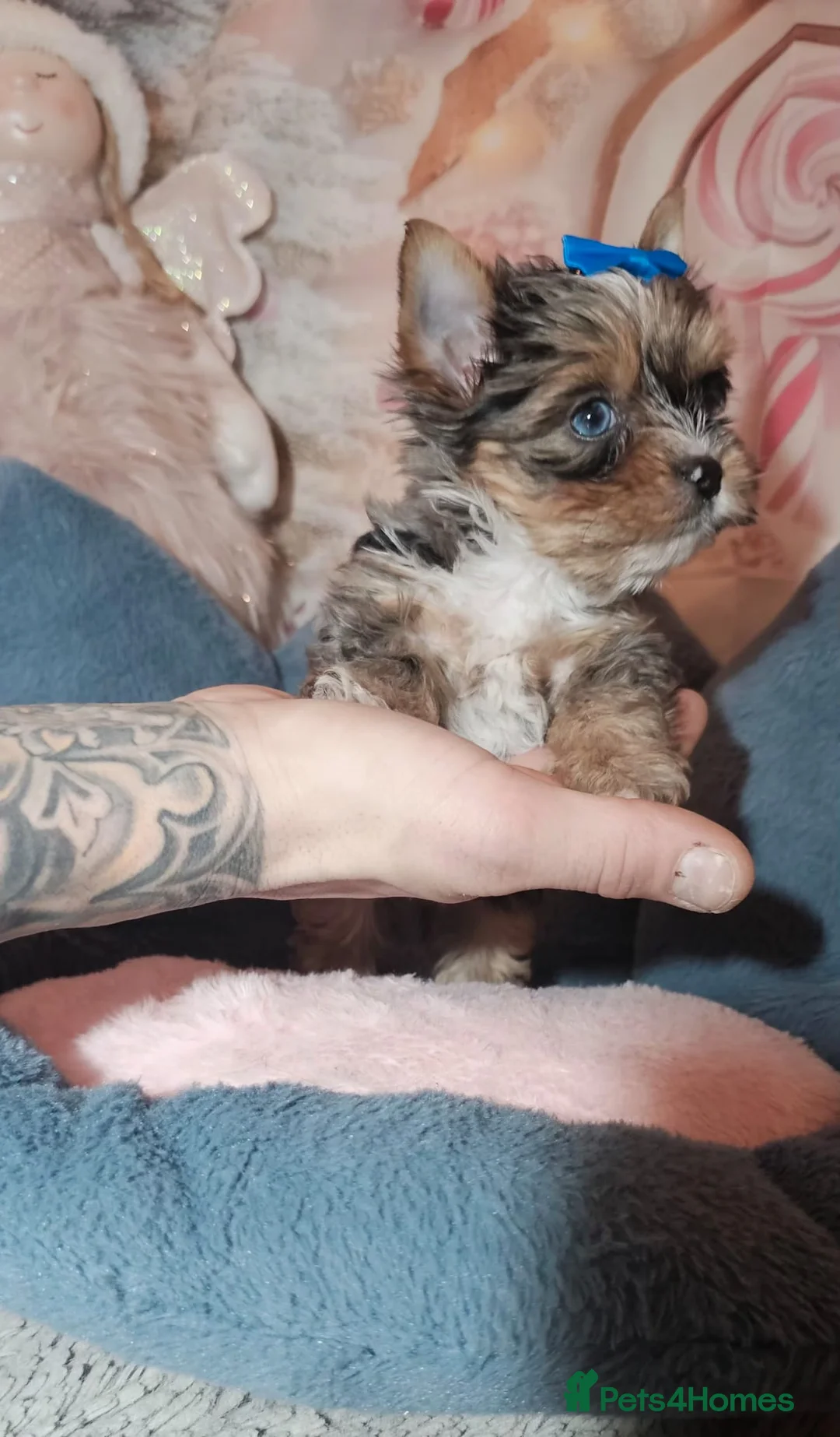 Yorkshire Terrier dogs for sale: Beautiful little Girl 💕Tiny Yorkshire Terrier  - Advert 22