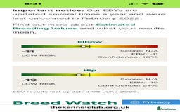 German Shepherd dogs for sale: German Shepherd puppies  - Advert 28