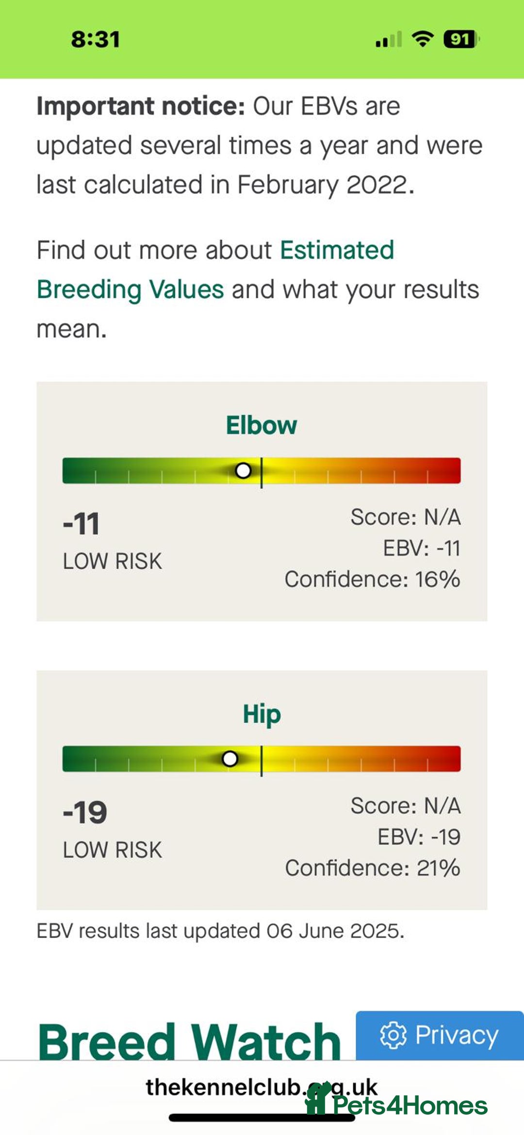 German Shepherd dogs for sale: German Shepherd puppies  - Advert 28