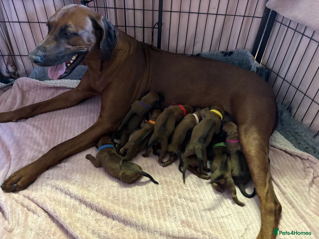 Rhodesian Ridgeback dogs for sale: Exceptionally Health Tested/Family Home. Kc Reg - Advert 1