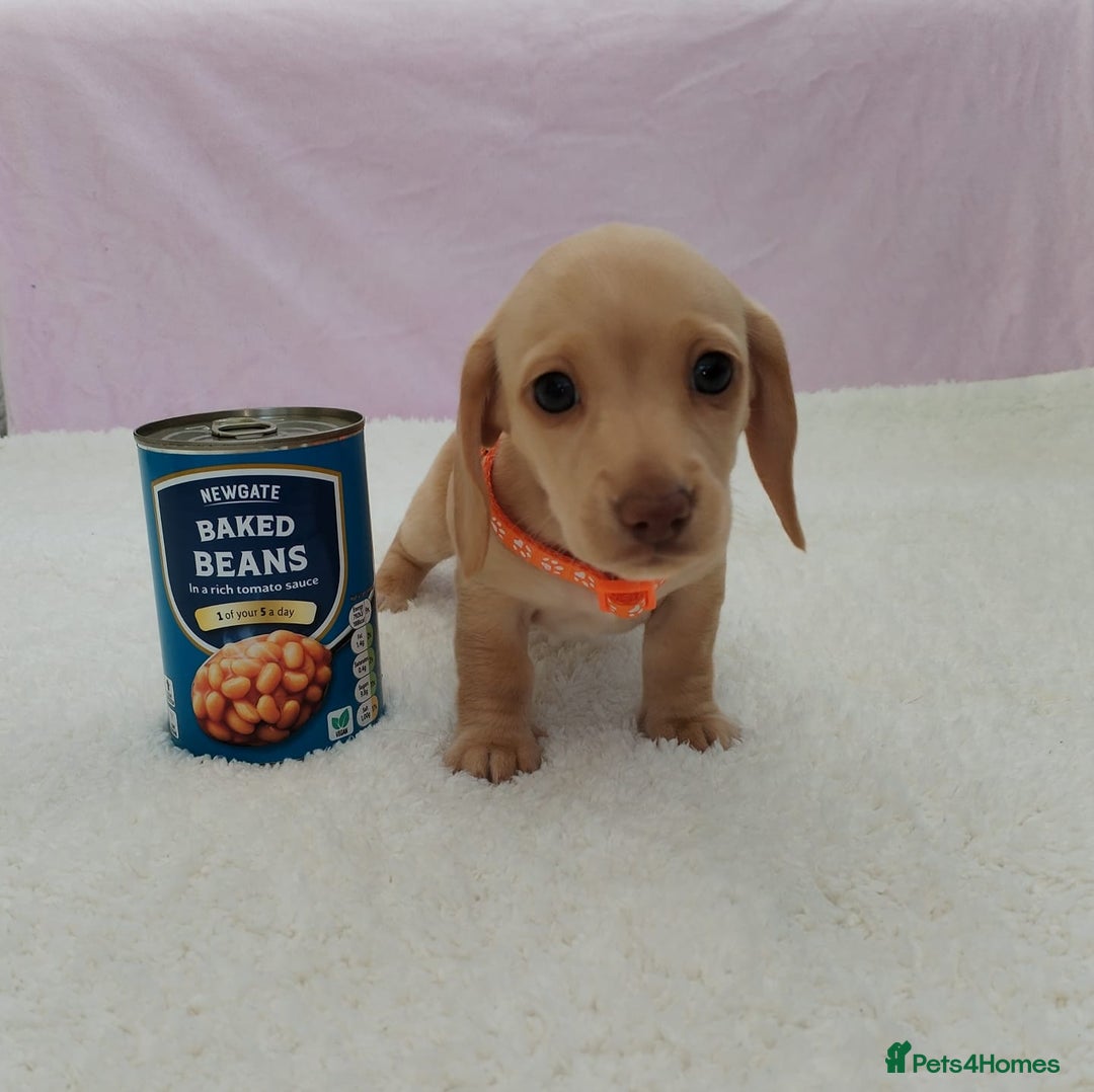 Miniature Dachshund dogs for sale: MINI DACHSHUND CREAM PRA CLEAR - Image 25