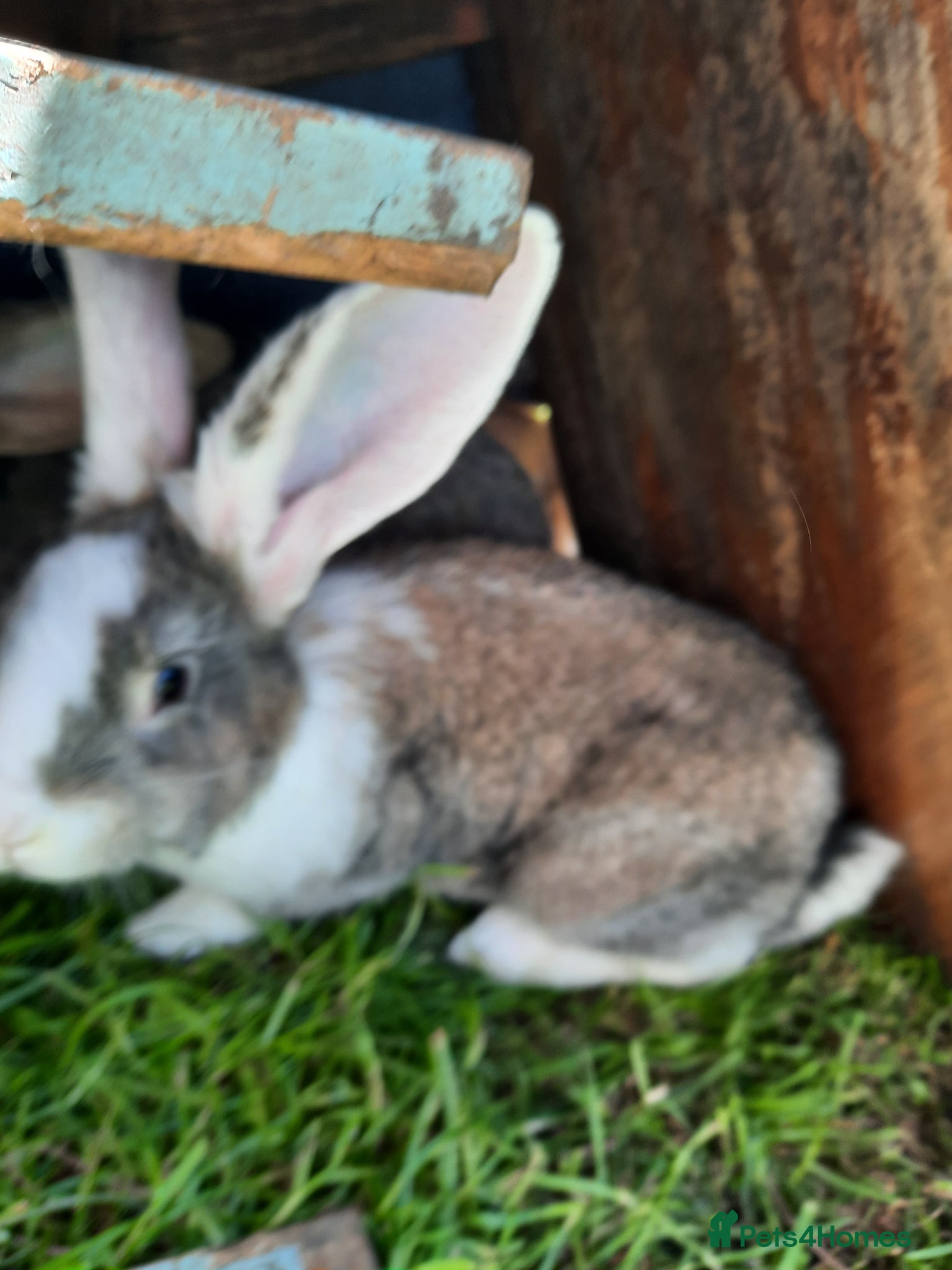 Continental Giant rabbits 8 Beautiful Pure Continental Giant Babies - Advert 2