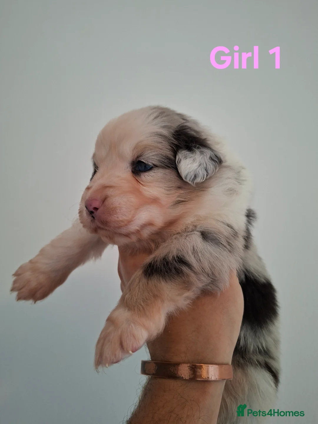 Australian Shepherd dogs for sale: ​🐾 Beautiful Australian Shepherd Puppies 🐾 - Advert 2