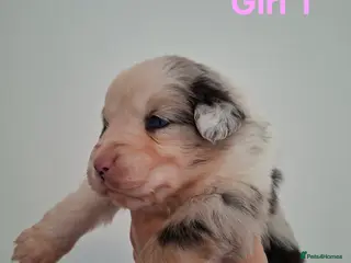 Australian Shepherd dogs 🐾 Beautiful Australian Shepherd Puppies 🐾 - Advert 3