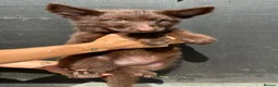 German Shepherd dogs for sale: CHOCOLATE AND TAN LONG COATED GERMAN SHEPARDS  in West Malling - Advert 9