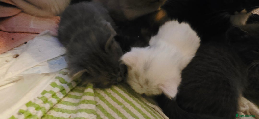 Ragdoll cats for sale: Ragdoll mum kittens - Image 4