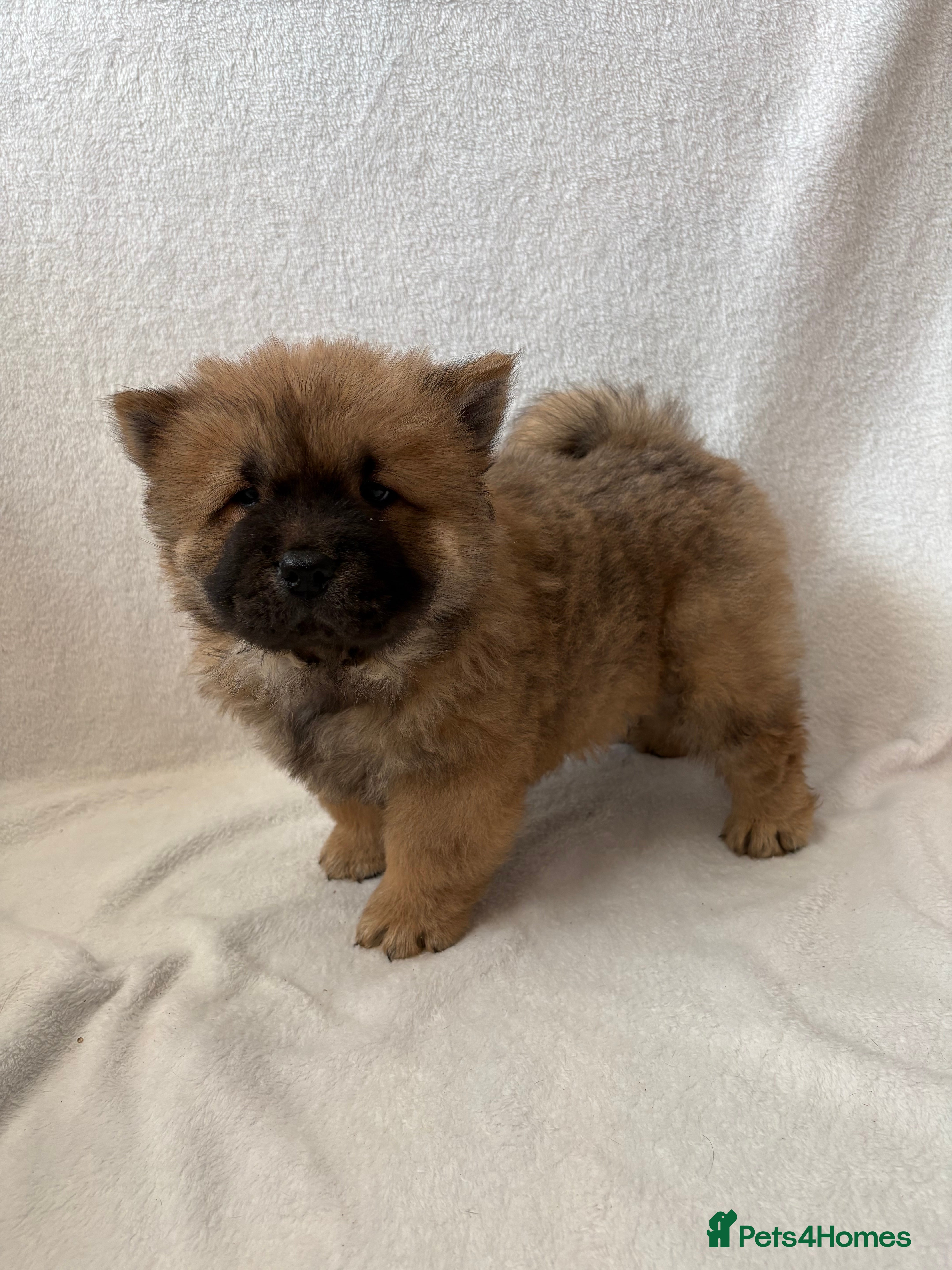 Chow Chow dogs 1 Stunning Chow Chow Puppy Left *READY NOW!* - Advert 4
