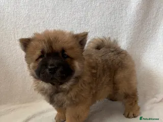 Chow Chow dogs 1 Stunning Chow Chow Puppy Left *READY NOW!* - Advert 4