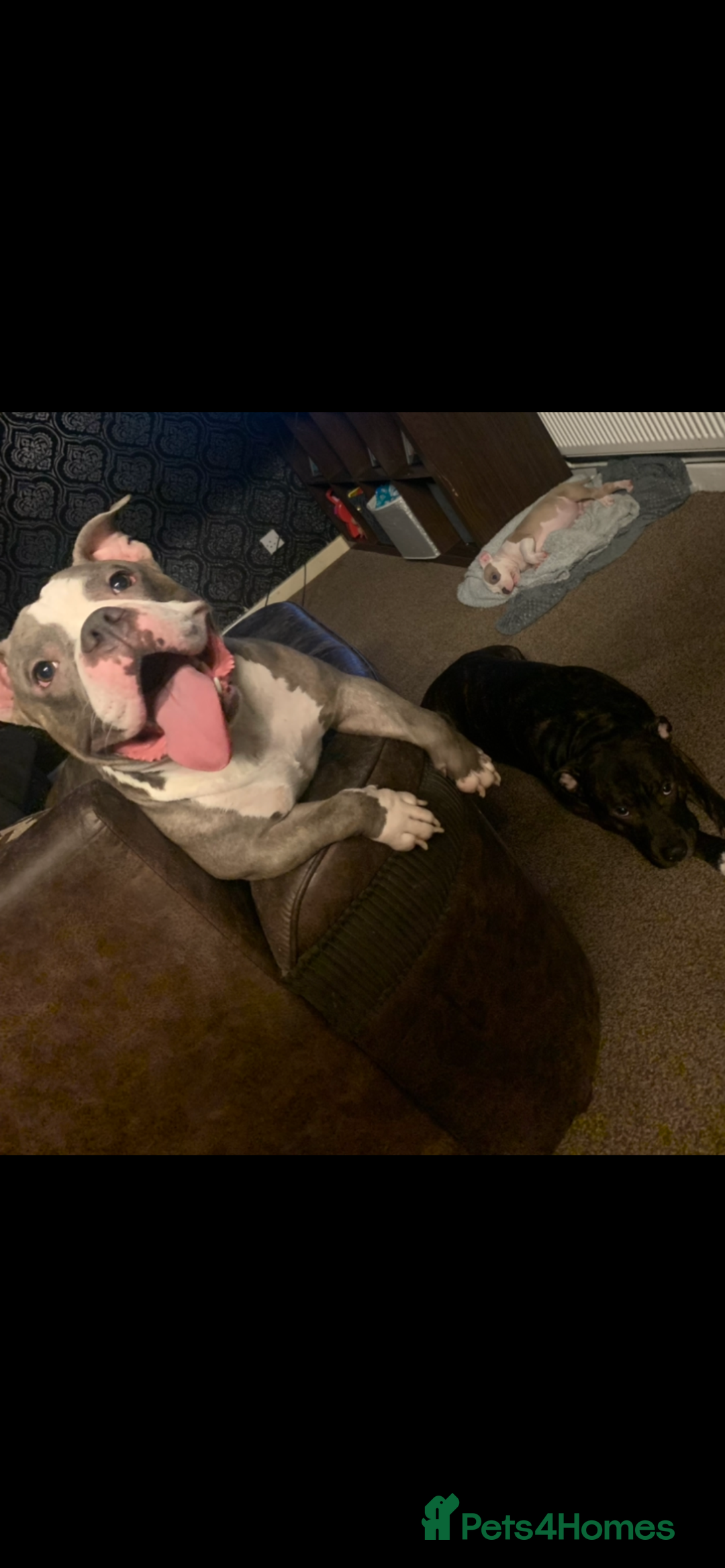 Mixed Breed dogs for sale: Staffies X pocket bully’s  - Image 5