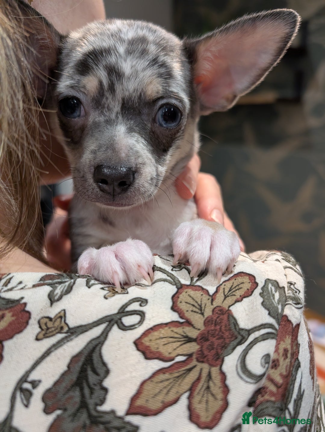 Chihuahua dogs for stud: Handsome Chihuahua for stud - Advert 7