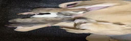 Lurcher dogs for sale: Collie Lurcher  - Advert 2