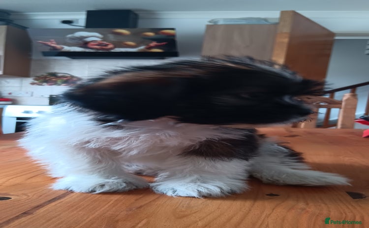 Shih Tzu dogs - Advert 5