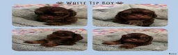Shih Tzu dogs for stud: Stunning Lavender Dobie Shih Tzu - Advert 14