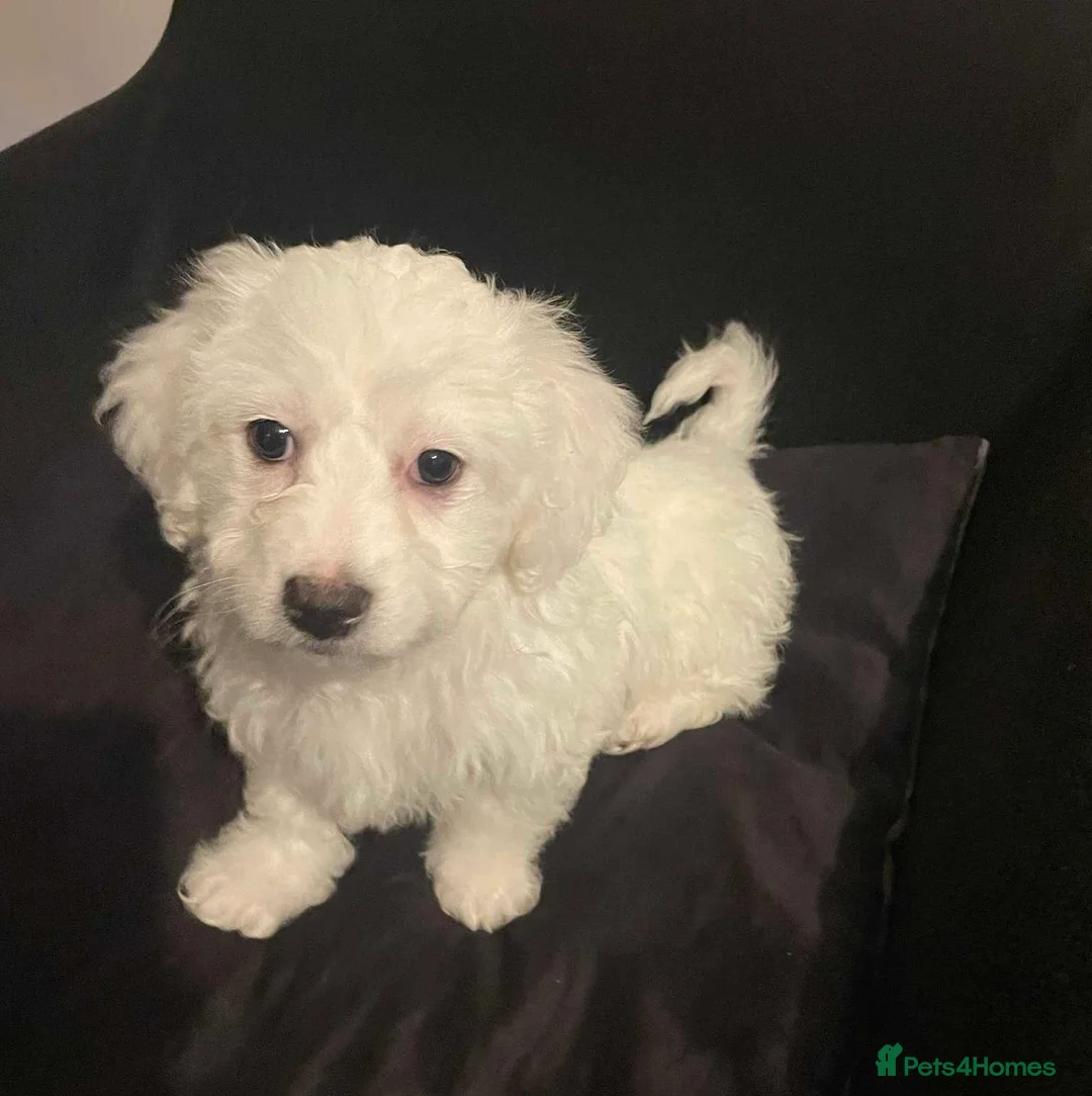 Maltese dogs for sale: Purebred Maltese Puppies Ready Now - Advert 9