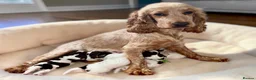 Cocker Spaniel dogs for sale: Health tested Roan Cocker Spaniels  - Advert 13