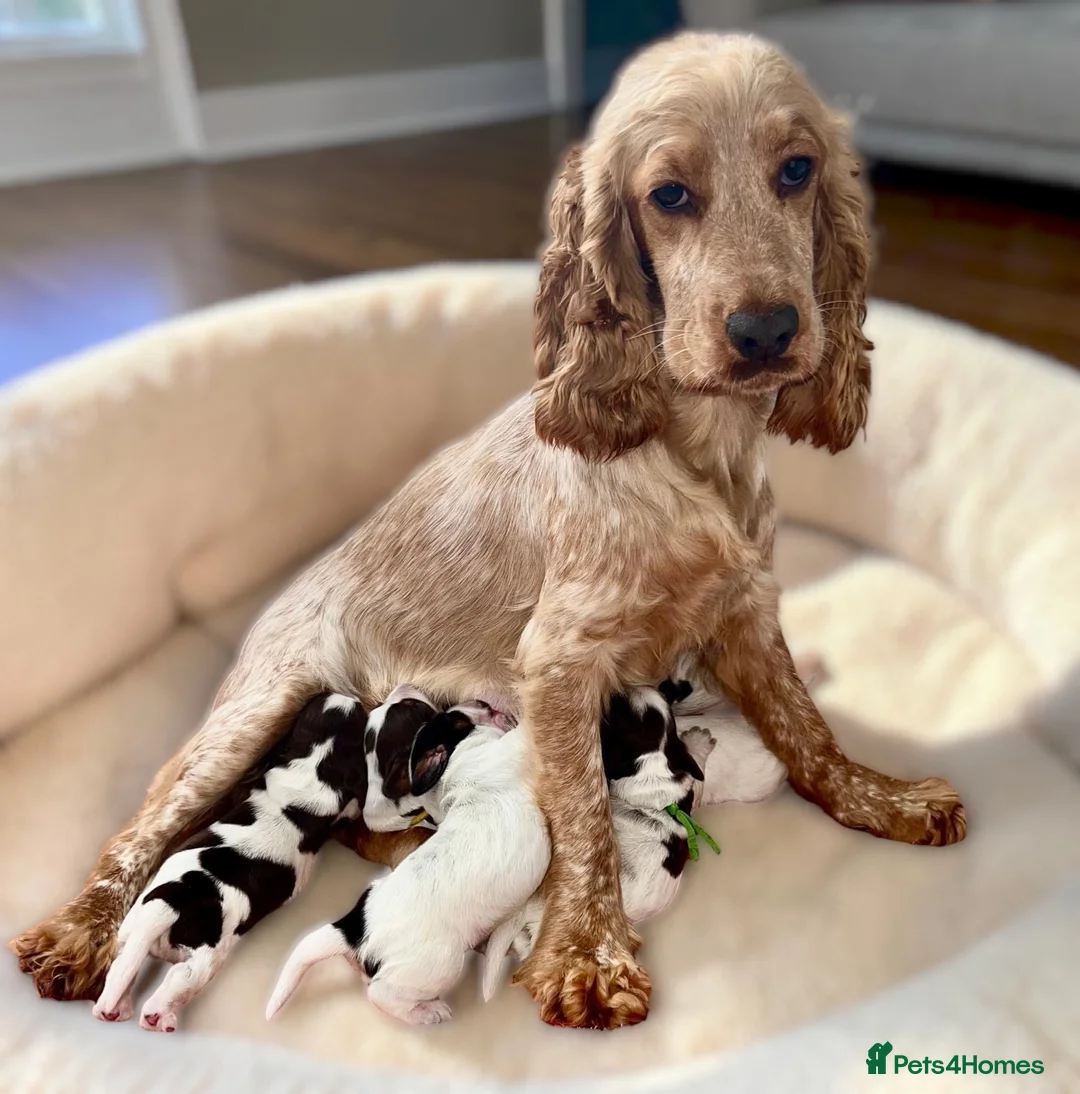 Cocker Spaniel dogs for sale: Health tested Roan Cocker Spaniels  - Advert 13