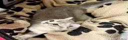 British Shorthair cats for sale: A Girl Available- GCCF/TICA British Shorthair  - Advert 19