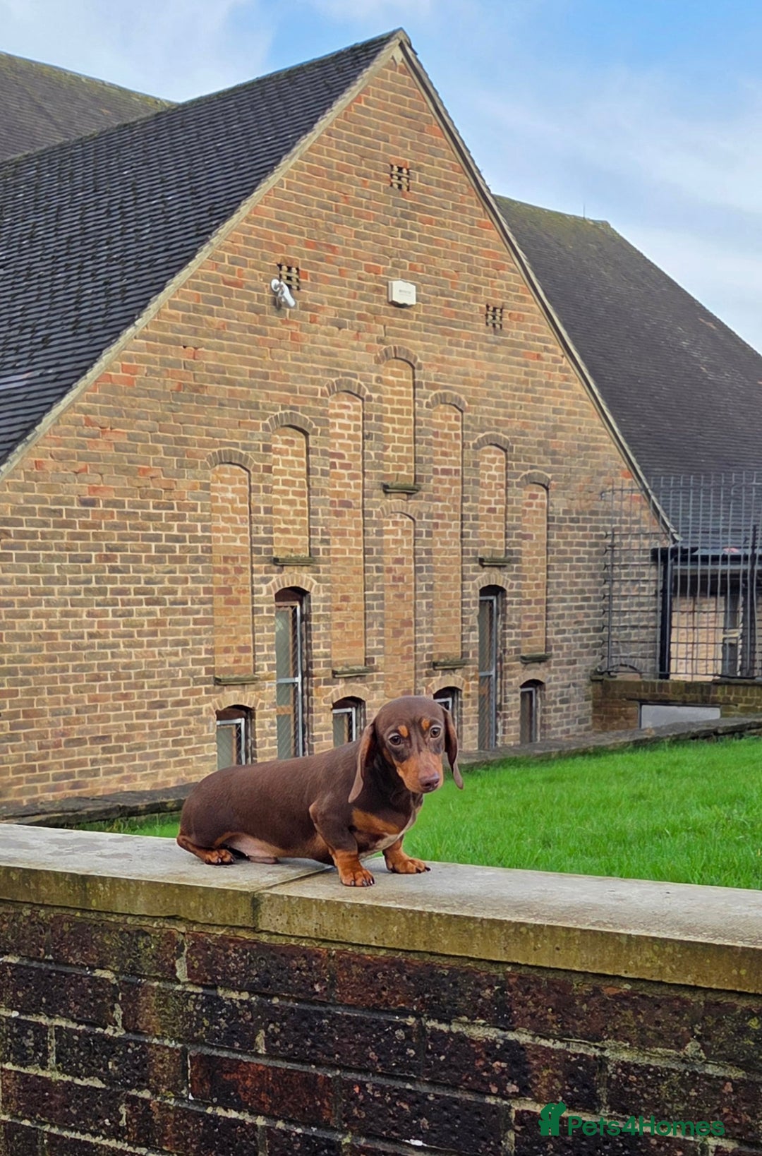 Miniature Dachshund dogs for stud: Choc & Tan carrying blue & piedball Mini Stud - Advert 9