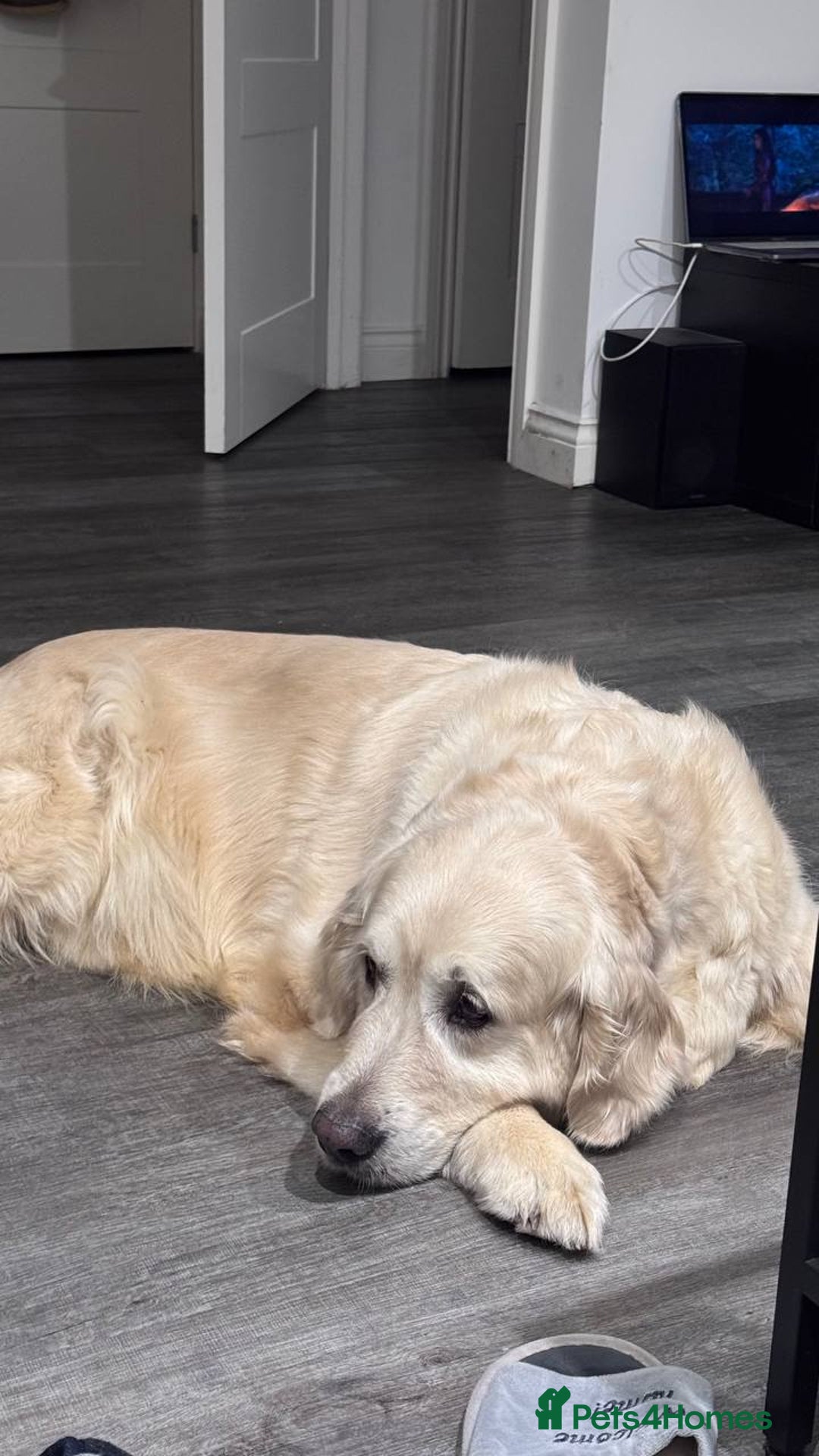 Goldendoodle dogs for sale: Absolutely Gorgeous Goldendoodle F1 Clean Parents - Advert 9