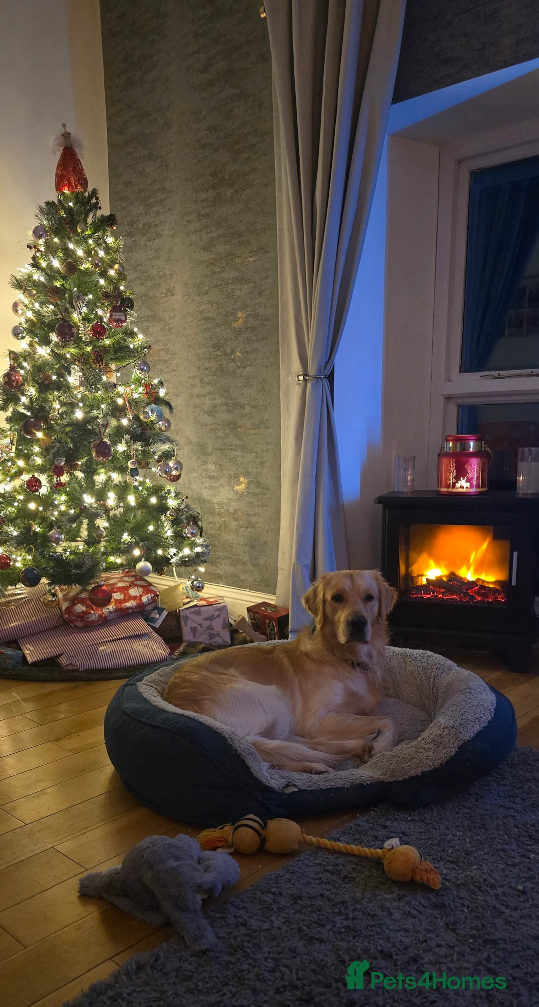 Golden Retriever dogs for stud: Golden Retriever Stud-Meet Hamish - Advert 6