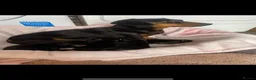 Jackshund dogs for sale: ⭐️5 BEAUTIFUL DACHUNDXJACK RUSSELLS⭐️ - Advert 8