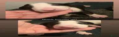 English Bull Terrier 5