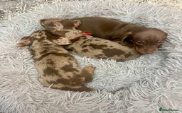 Miniature Dachshund dogs for sale: Stunning small Miniature Daschund’s - Image 14