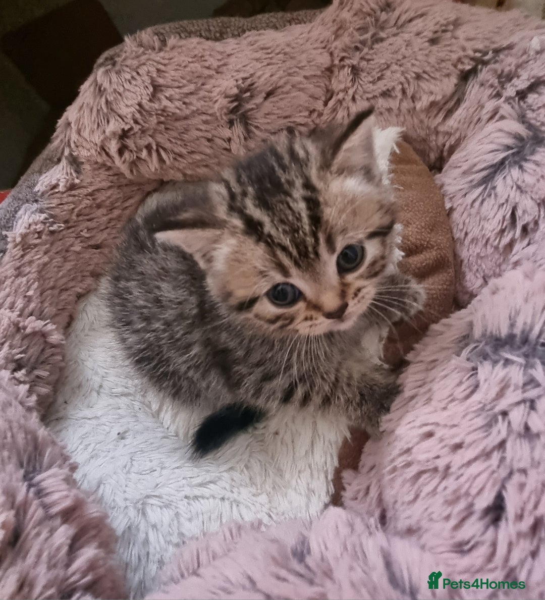 Mixed Breed cats for sale: Half british shorthair kittens - Image 12