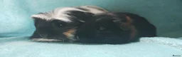 Guinea Pig rodents for sale: Boy guinea pigs  - Advert 2