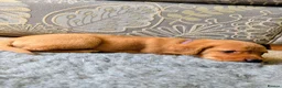 Labrador Retriever dogs for sale: Fox red Labrador puppies - Advert 24