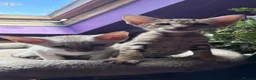Oriental cats for sale: Two beautiful oriental boys left - Advert 3