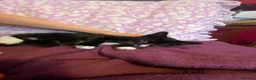 Mixed Breed cats for sale: READY NOW in Orpington - Advert 11