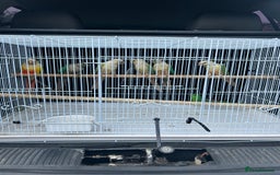 Conures birds for sale: Conures  - Image 3