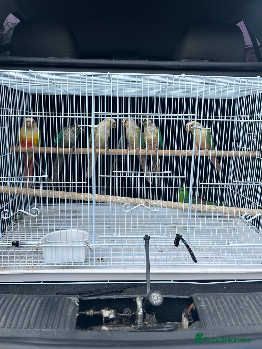 Conures birds for sale: Conures  - Image 3