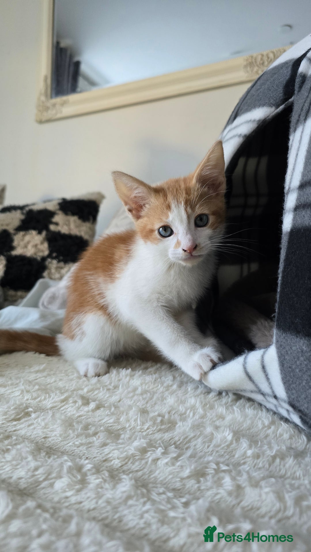 Mixed Breed cats for sale: Kitten 10 weeks old - Advert 3