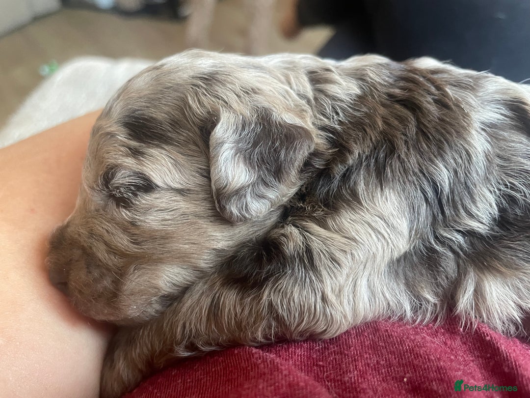 Cockapoo dogs for sale: F1bb Cockapoo puppies - Image 19