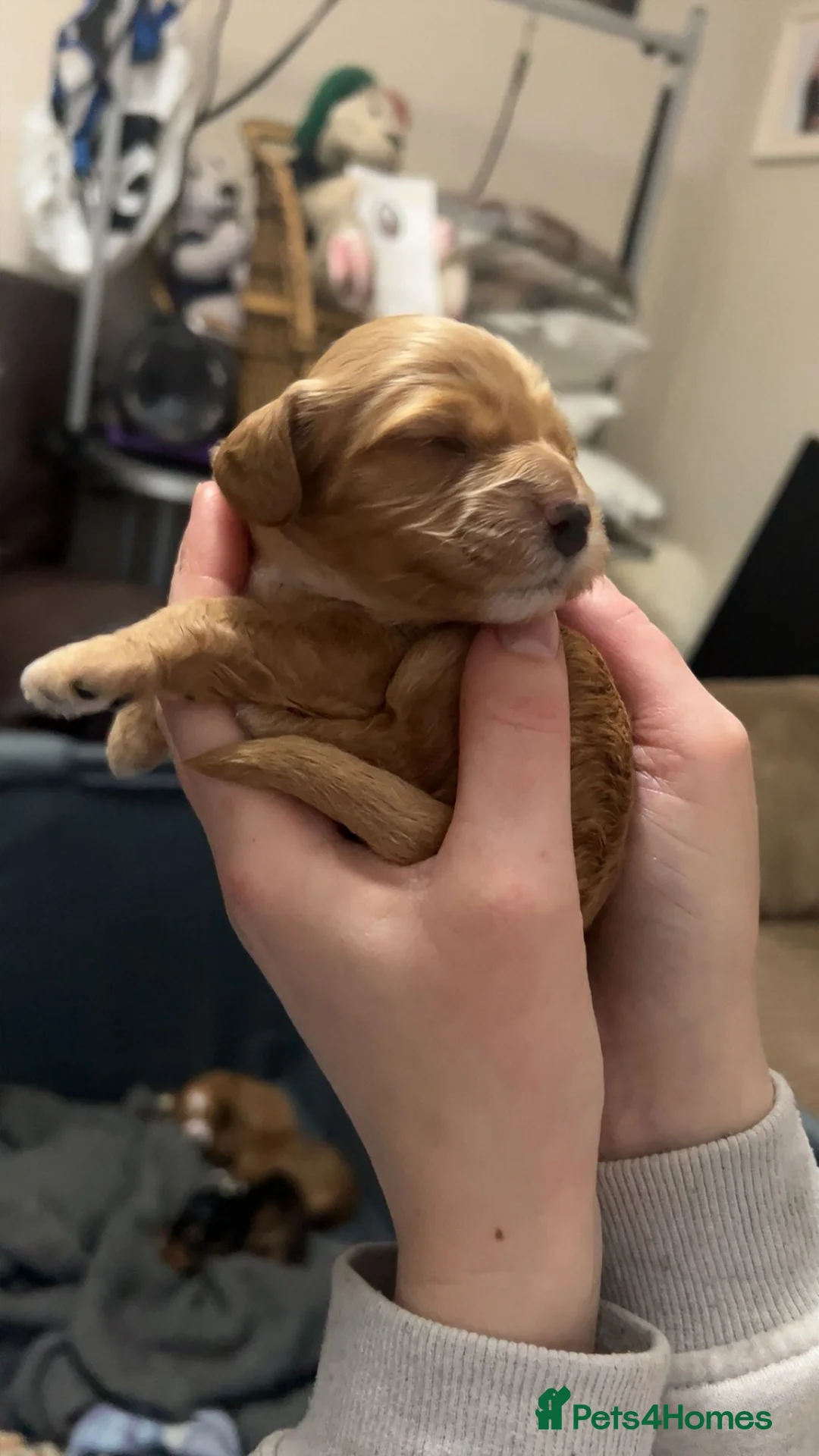 Cockapoo dogs for sale: Beautiful cockapoo puppies - Advert 3