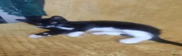 Mixed Breed cats for sale: Kitten in Coventry - Advert 5