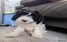 Cavapoo dogs for sale: Beautiful black and white cavapoo’s puppies - Advert 11